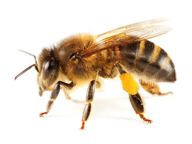 Photo of Isolated  honeybee