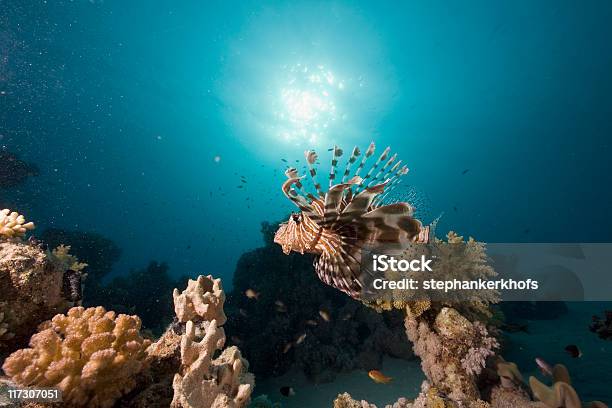 Common Rotfeuerfisch Pterois Km Stockfoto und mehr Bilder von Bunt - Farbton - Bunt - Farbton, Farbbild, Fisch