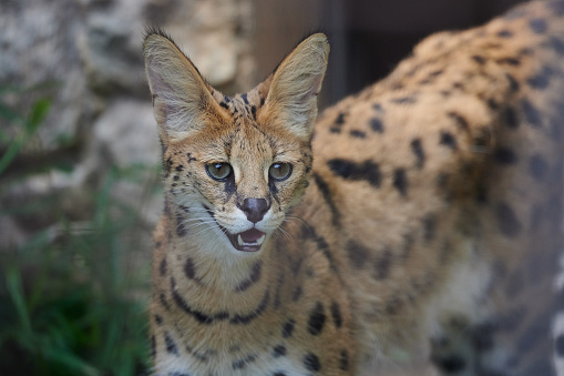 One of Africa's smaller cats, the serval