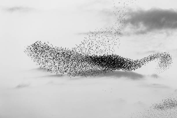 istock Flock of birds making a beautiful shape in the sky 1173071181