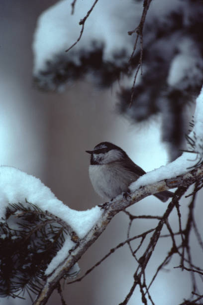 mountain chickadee (poecile gambeli) - photography carolina chickadee bird animals in the wild imagens e fotografias de stock