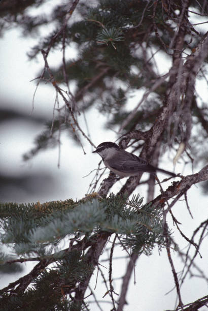 mountain chickadee (poecile gambeli) - photography carolina chickadee bird animals in the wild imagens e fotografias de stock