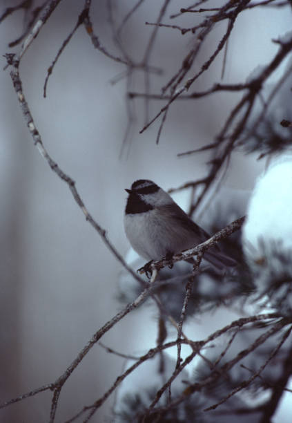 마운틴 치카디 (포에질 감벨리) - photography carolina chickadee bird animals in the wild 뉴스 사진 이미지