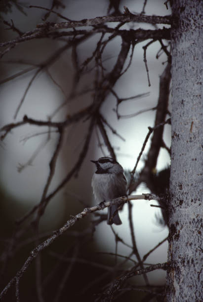 마운틴 치카디 (포에질 감벨리) - photography carolina chickadee bird animals in the wild 뉴스 사진 이미지