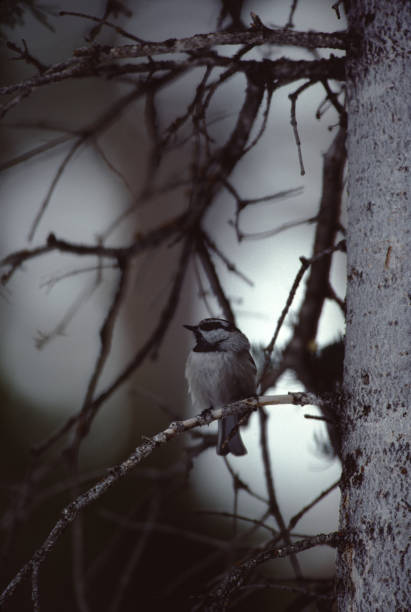 mountain chickadee (poecile gambeli) - photography carolina chickadee bird animals in the wild imagens e fotografias de stock