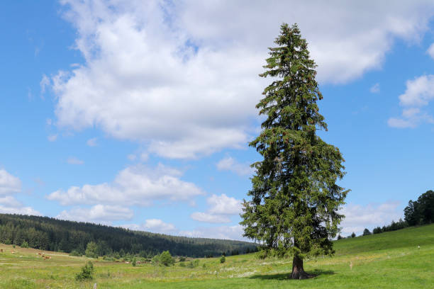 istock Landscape view in the Sumava National Park 1173072325