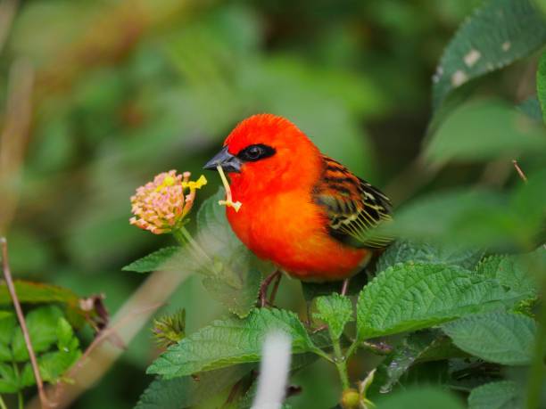 Red bird with flower in beak