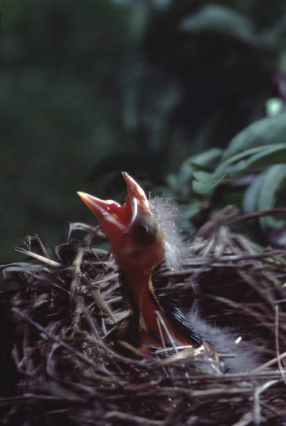 istock Red-Winged Blackbird (Agelaius Phoeniceus) Baby in Nest 1173073245