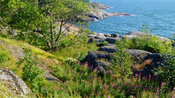 Colorful landscape with plants and stones on the seashore