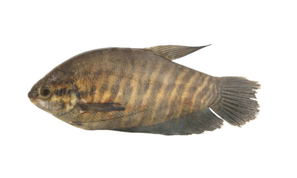 istock Snakeskin gourami fish isolated on white background 1173073691