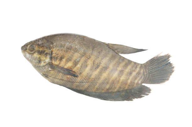 istock Snakeskin gourami fish isolated on white background 1173074227
