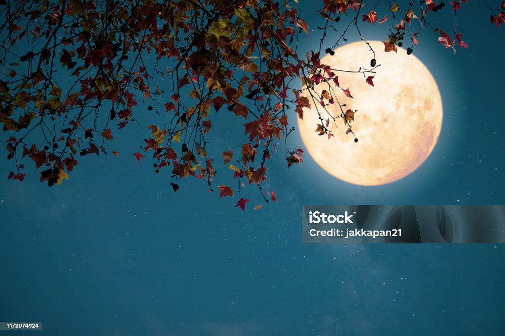 Autumn season in the night skies background concept. Beautiful autumn fantasy - maple tree in fall season and full moon with star. Retro style with vintage color tone. Halloween and Thanksgiving in night skies background concept. Full Moon Stock Photo