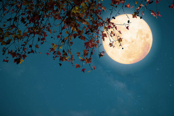 Autumn season in the night skies background concept. Beautiful autumn fantasy - maple tree in fall season and full moon with star. Retro style with vintage color tone. Halloween and Thanksgiving in night skies background concept. full moon photos stock pictures, royalty-free photos & images
