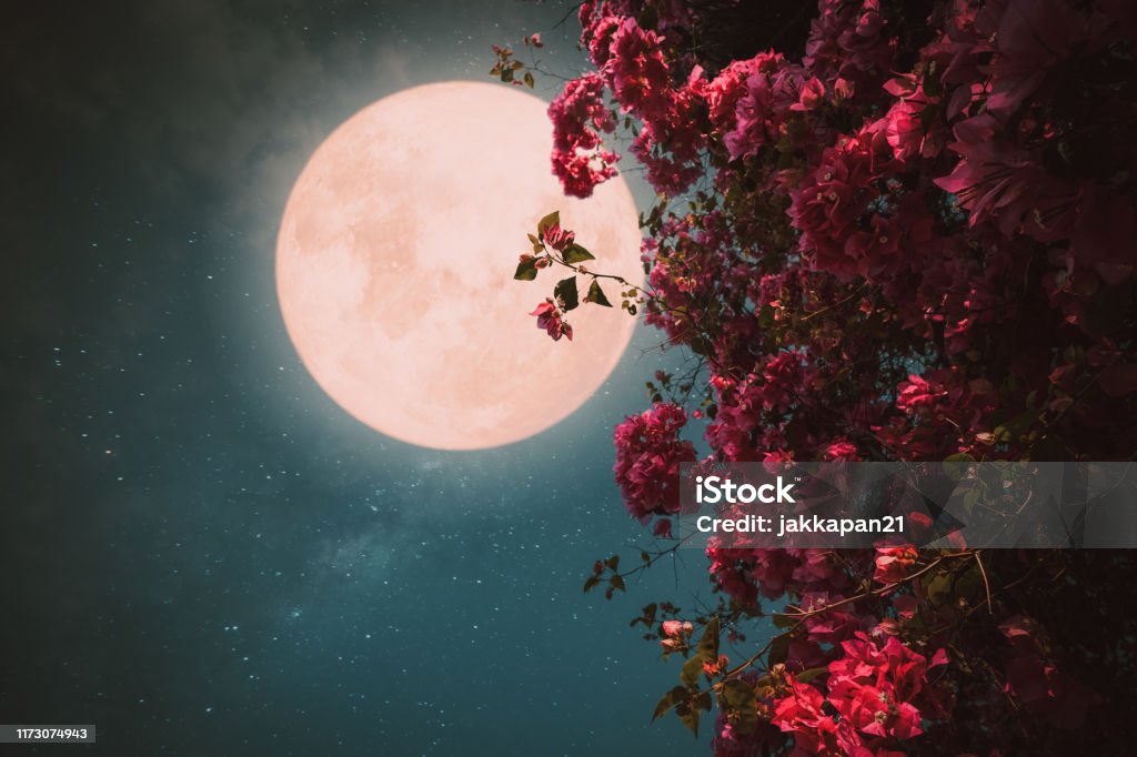 Beautiful pink flower blossom in night skies with full moon Romantic night scene - Beautiful pink flower blossom in night skies with full moon. - Retro style artwork with vintage color tone. Moon Stock Photo