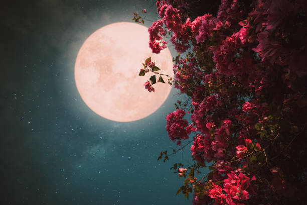 Beautiful pink flower blossom in night skies with full moon Romantic night scene - Beautiful pink flower blossom in night skies with full moon. - Retro style artwork with vintage color tone. full moon photos stock pictures, royalty-free photos & images