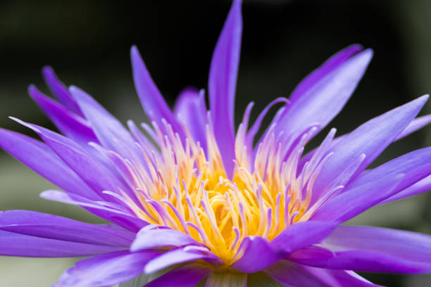 istock beautiful water lily bloom in pond 1173075869