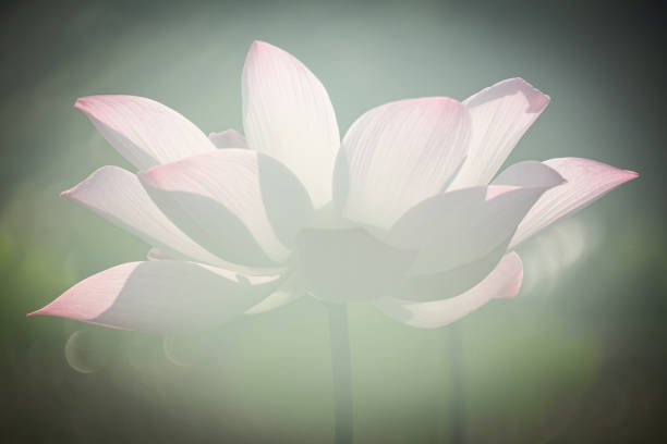istock beautiful water lily bloom in mist, 1173075933