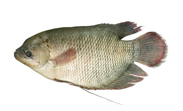 istock Giant gourami fish isolated on white background 1173076058