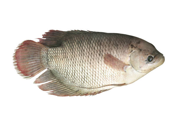 istock Giant gourami fish isolated on white background 1173076071