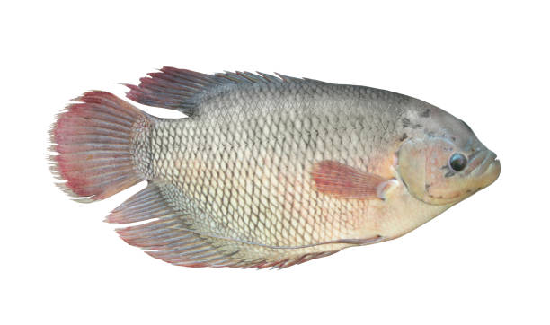 istock Giant gourami fish isolated on white background 1173076084