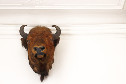stuffed buffalo head hanging on a bright wall with decorative elements, close-up with copy space