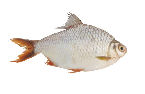 istock Tinfoil barb fish isolated on white background 1173077562