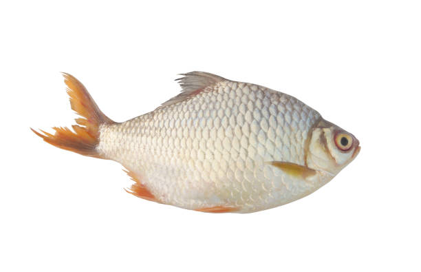 istock Tinfoil barb fish isolated on white background 1173077563