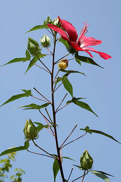 Cтоковое фото (Hibiscus Flower coccineus, Мальвовые