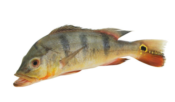 istock Peacock bass fish isolated on white 1173079893