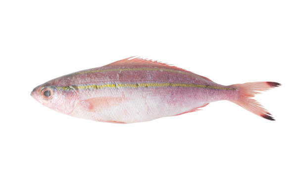 istock Double-lined fusilier fish isolated on white 1173081040