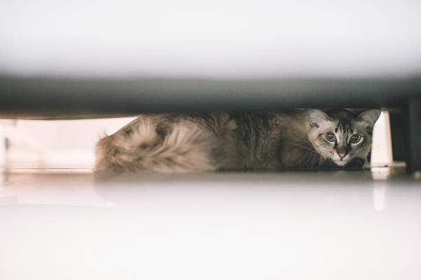 istock a domestic pet cat hiding under the bed looking 1173081471