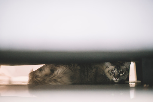 a domestic pet cat hiding under the bed looking