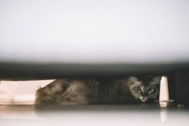 Photo of a domestic pet cat hiding under the bed looking