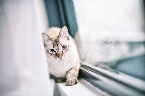 a domestic pet cat hiding in between the window and curtain