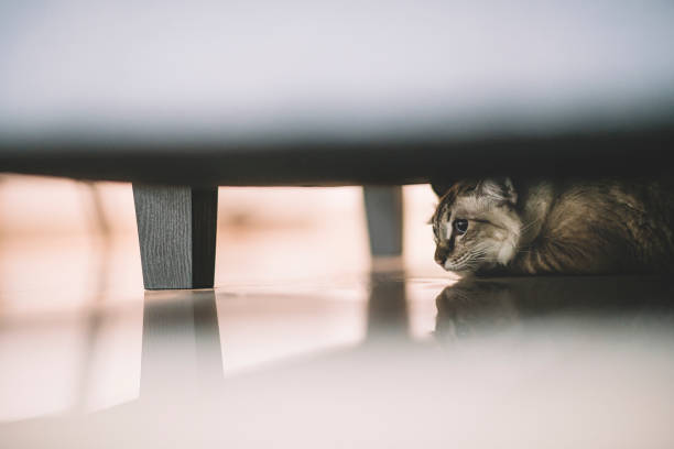 istock a domestic pet cat hiding under the bed looking 1173082027