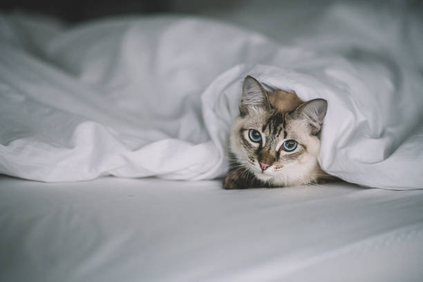 a cat hiding himself under the blanket in the morning looking at camera