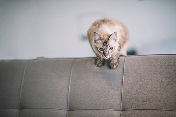 a domestic cat on a sofa preparing to jump