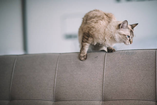 a domestic cat on a sofa preparing to jump