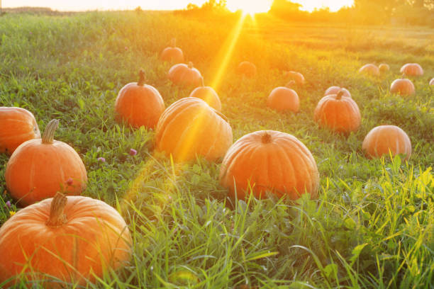 istock field with pumpkins at sunset 1173082231