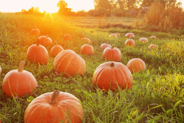 istock field with pumpkins at sunset 1173082235