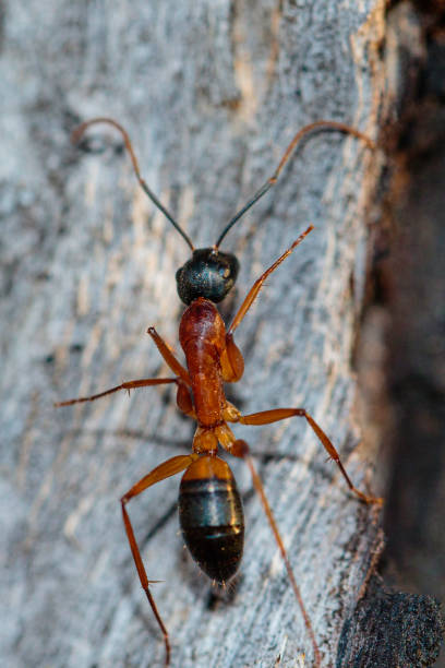 Banded Sugar Ant on a tree Banded Sugar Ant on a tree at Garran, ACT, Australia on a winter afternoon in August 2019 prowling stock pictures, royalty-free photos & images
