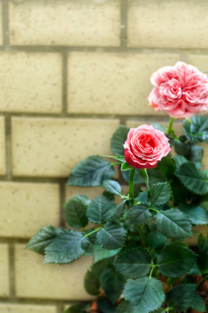 istock Pink Roses in front of the Wall 1173082668