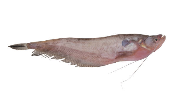 istock Pabdah catfish isolated 1173084417
