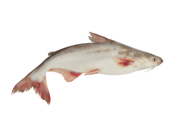 istock Pangasius fish isolated on white 1173084425