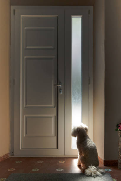 istock Little white dog sitting waiting at a door 1173084524
