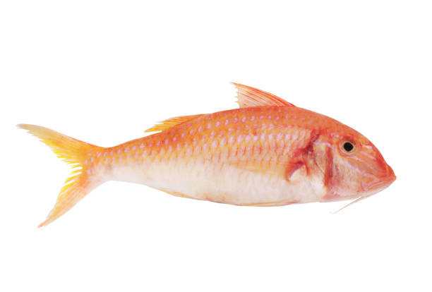 Red mullet fish isolated Red mullet fish isolated on white background barbel stock pictures, royalty-free photos & images