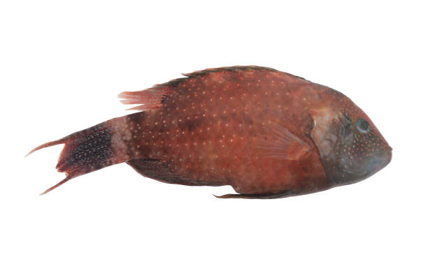 istock Parrot sea fish isolated on white 1173086150