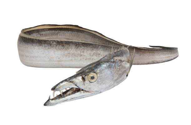 istock Ribbon fish isolated on white 1173086186
