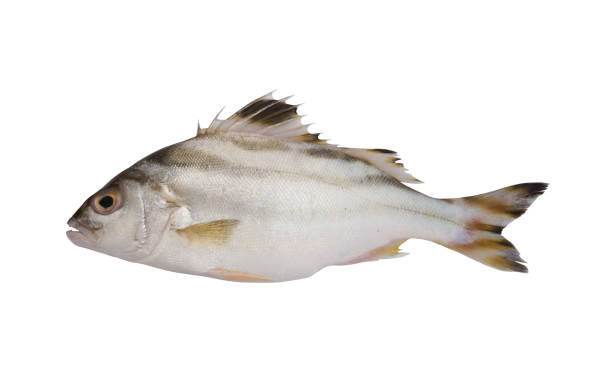 istock Crescent bass isolated on white background 1173086432