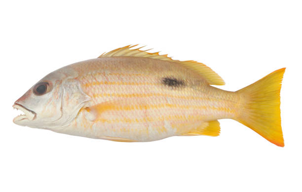 istock Black-spot snapper fish isolated on white 1173087887